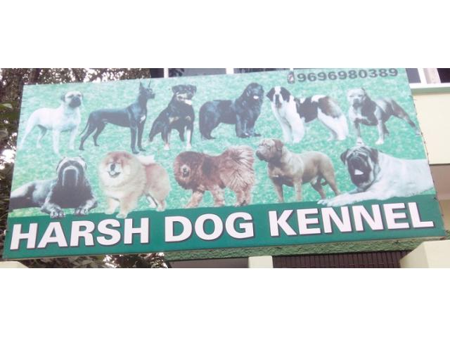 Harsh Dog Kennel Best Pet Shop in Varanasi - 1/4
