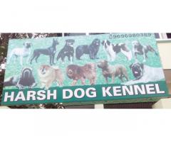 Harsh Dog Kennel Best Pet Shop in Varanasi - 1