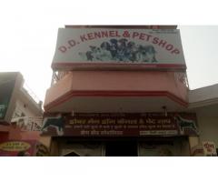 D.D Kennel & Pet Shop Store in Varanasi - 1