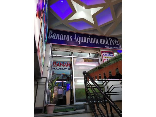 Banaras aquarium and pets best aquarium shop - 1/2