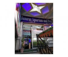 Banaras aquarium and pets best aquarium shop