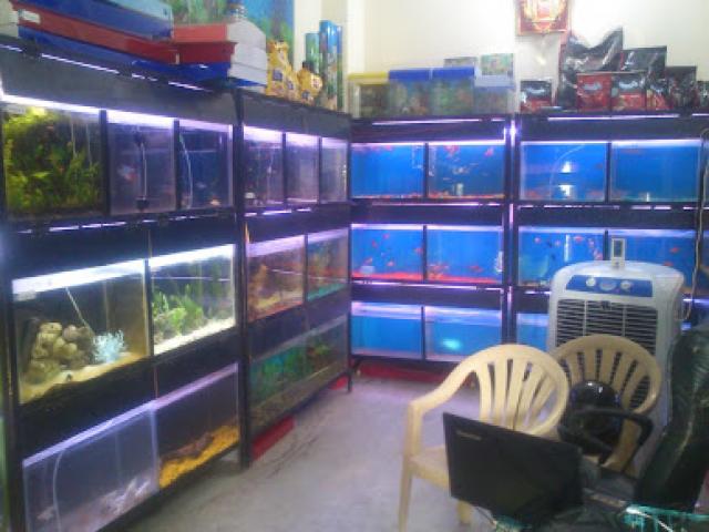 Banaras aquarium and pets best aquarium shop - 2/2