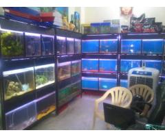 Banaras aquarium and pets best aquarium shop - 2