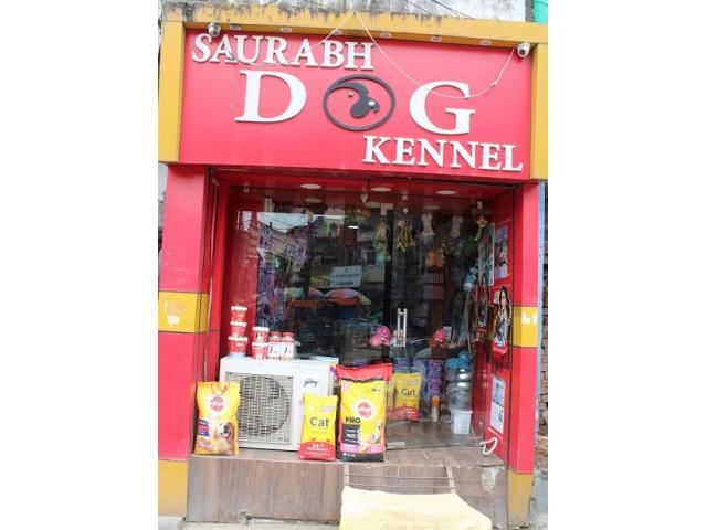 Saurabh Dog Kennel Pet store in Varanasi - 1/2