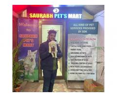 Saurabh Dog Kennel Pet store in Varanasi