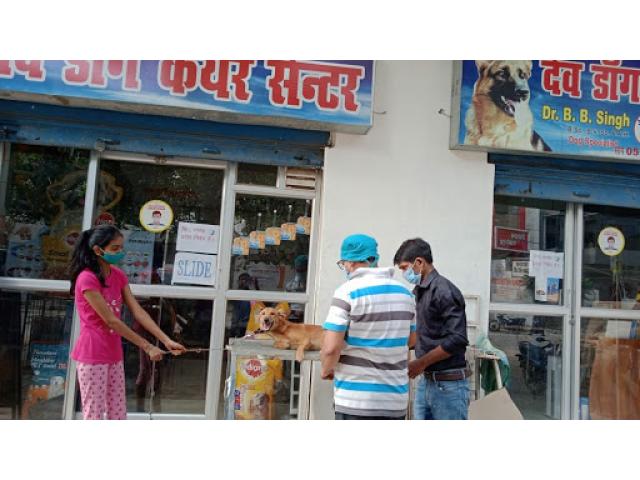 DEV DOG CLINIC Pet care center in Varanasi - 2/2