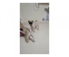 Pug female puppy available in Chennai - 1