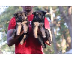 GSD puppy's available