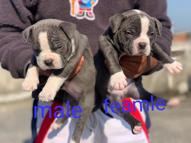 top quality american bully available - 1/1