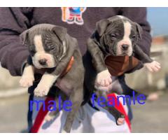 top quality american bully available