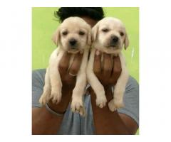 Lab male puppies available Tenkasi
