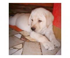 Top quality labrador puppy available - 1
