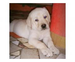 Top quality labrador puppy available - 2