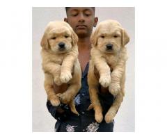 Golden Retriever puppies available Pune