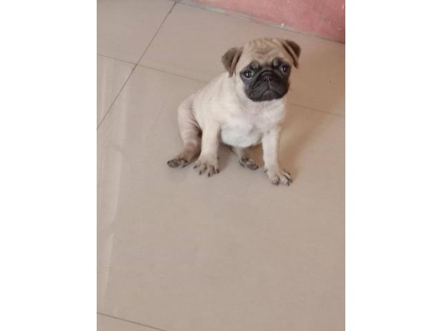 Female pug puppy available for sale in Mumbai - 1/2