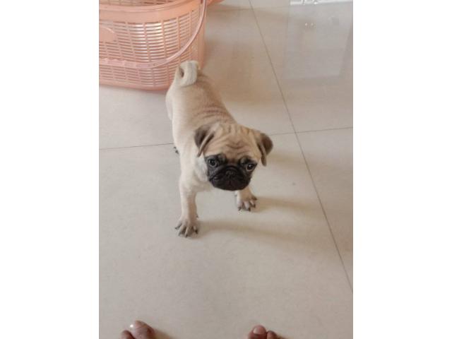 Female pug puppy available for sale in Mumbai - 2/2