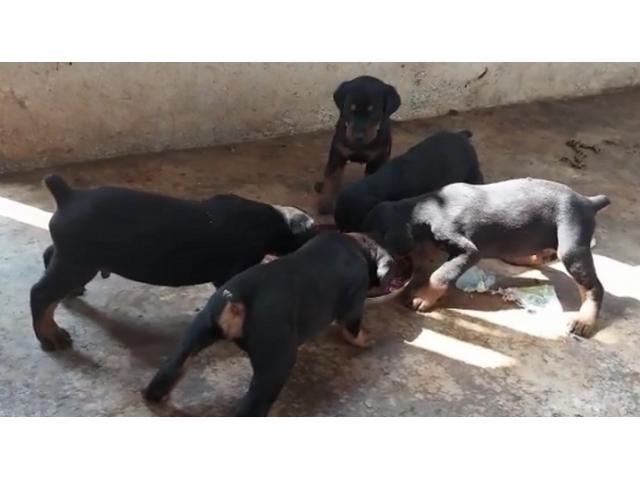 Doberman Puppies for Sale in Trichy - 1/1