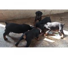 Doberman Puppies for Sale in Trichy