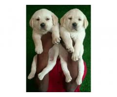 Good quality Labrador female puppies available Chennai