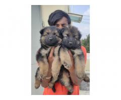 Show quality GSD puppies available - 1