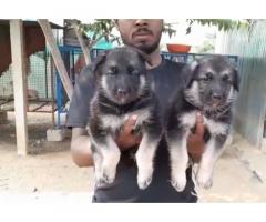 Top Quality GSD Puppy Available Tamil Nadu