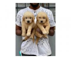 Beautiful golden retriever puppies for Sale