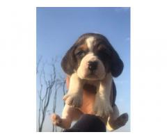 Beagle male female for Sale Ludhiana