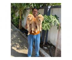 Golden Retriever Puppies with KCI