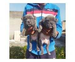 American bully puppies for Sale in Punjab