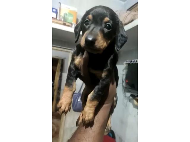 Dachshund Puppies available for Sale - 1/1
