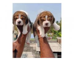 Top quality beagle puppies with kci in Coimbatore