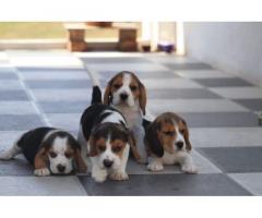 Beagle Puppy for Sale