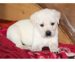 White Color Labrador Male for Sale
