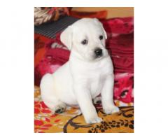 White Color Labrador Male for Sale