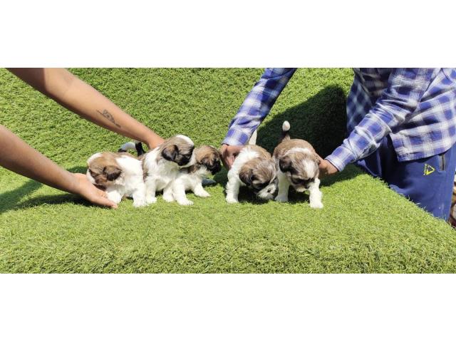 Shihtzu male puppy available in Mumbai - 1/2