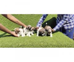 Shihtzu male puppy available in Mumbai - 1
