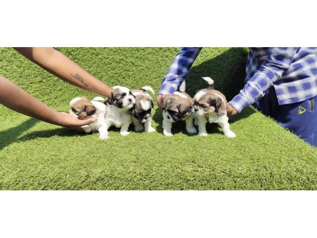 Shihtzu male puppy available in Mumbai - 2/2
