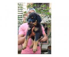 Rottweiler male puppy available in Navi Mumbai