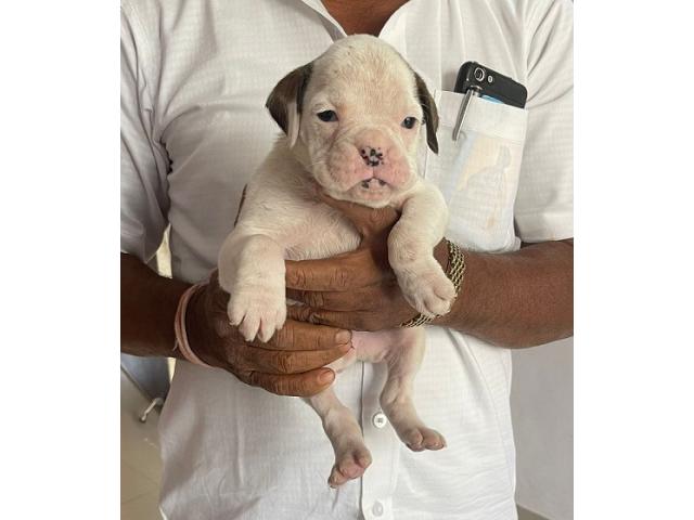 White boxer male puppy available - 1/1