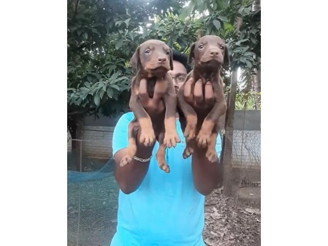 Doberman available for Sale - 1/1