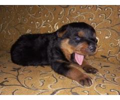 Rottweiler Price Lucknow, Rottweiler Dog For Sale - 3
