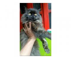 Punch Face Semi Adult Cat Pair Available - 2
