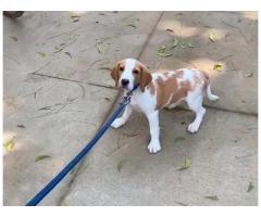 Beagle Price Chennai,  Beagle Dog For Sale