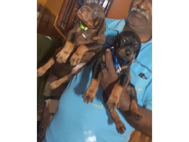 Doberman puppy available Chennai - 2/2