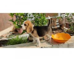 Top quality beagle female puppy available for sale