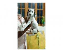Dalmatian male puppy available Trichy
