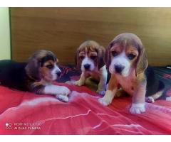 Top quality Beagle male and female puppies available