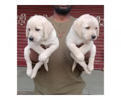 Labrador Male And Female Puppy Available in Pune