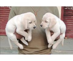 Labrador Male And Female Puppy Available in Pune