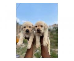 Labrador male and female available